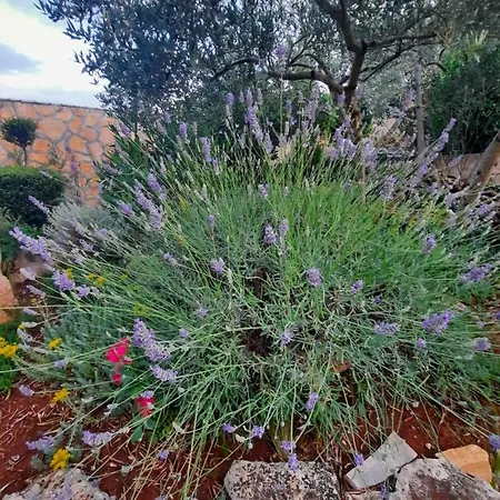Pere